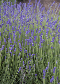 Lavandula angustifolia Betty's Blue'